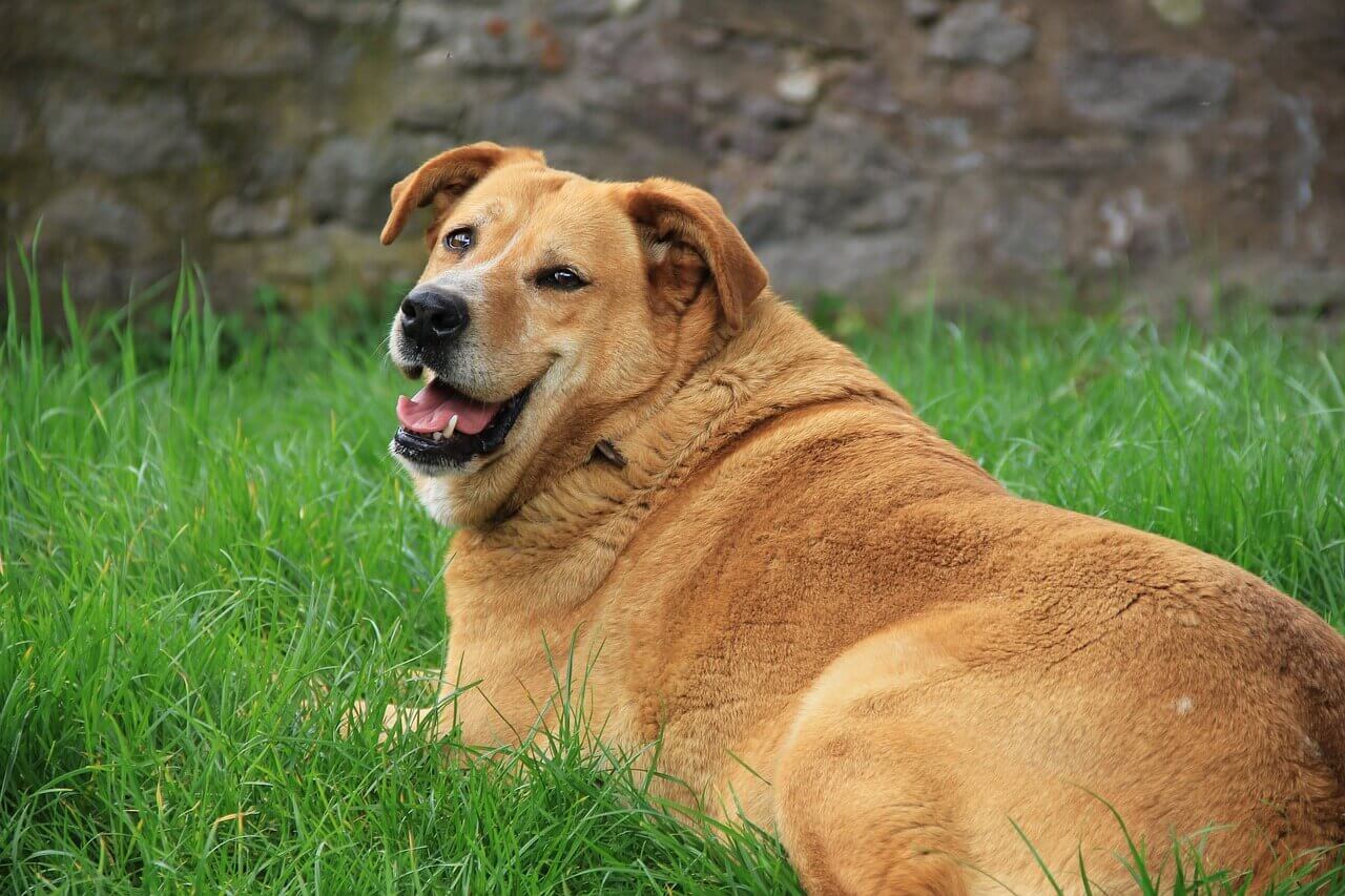 tips to help dog lose weight