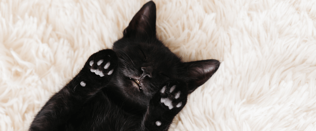 10 Reasons to Adopt a Black Cat in Honor of Black Cat Appreciation Day