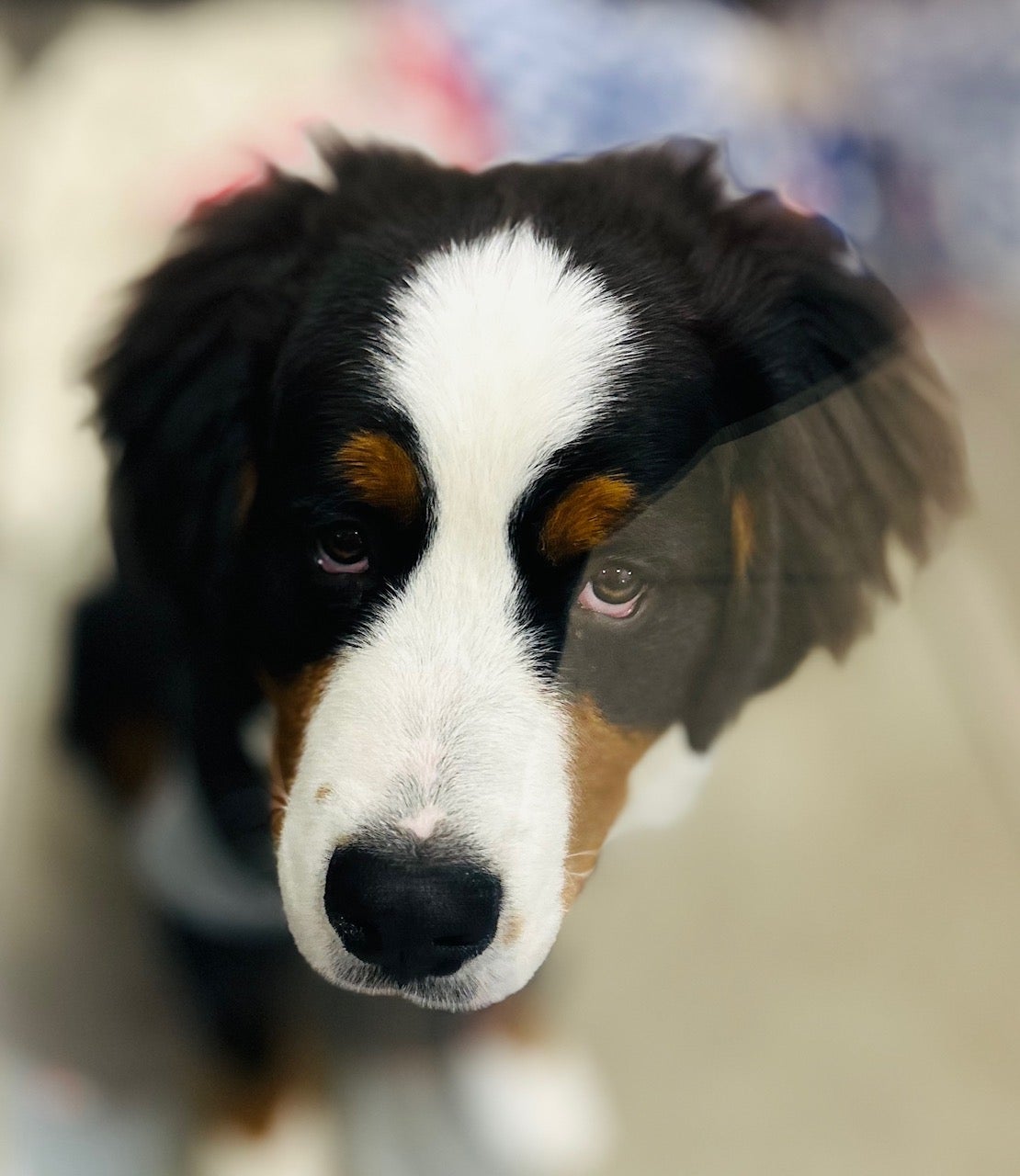 The AirTag Bandit: How One Dog’s Mischief Led to Surgery