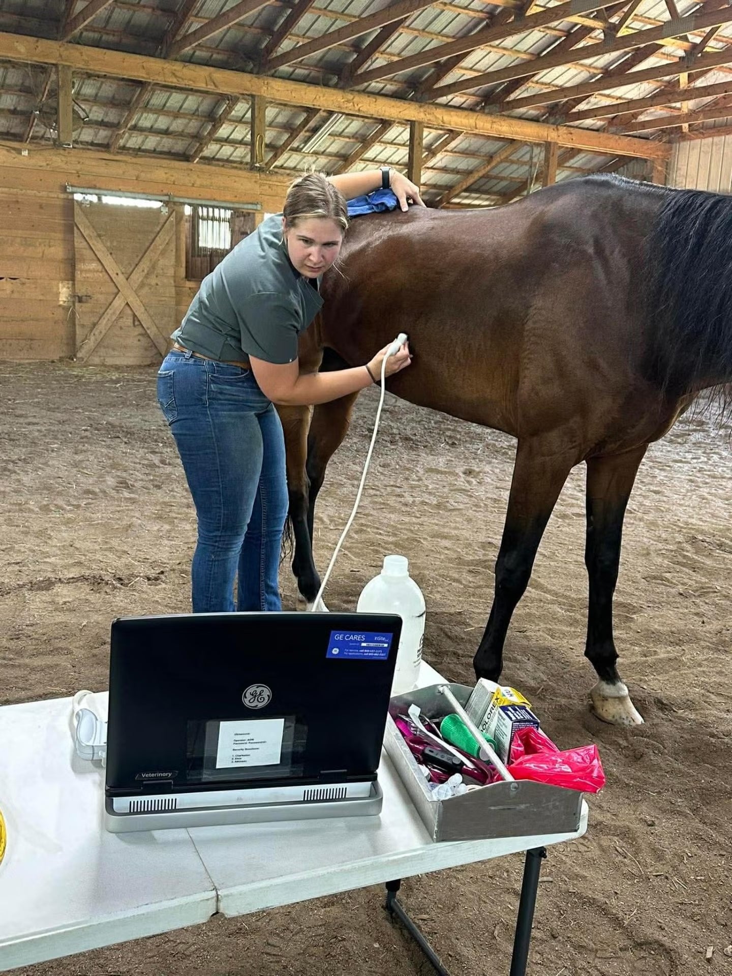 horse ultrasound