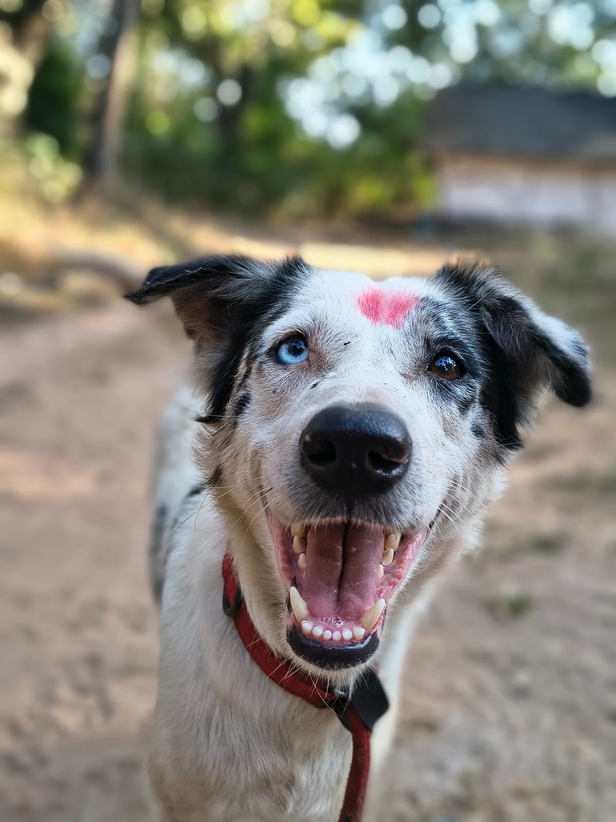 Local Veterinarian Joins Global Effort to End Rabies