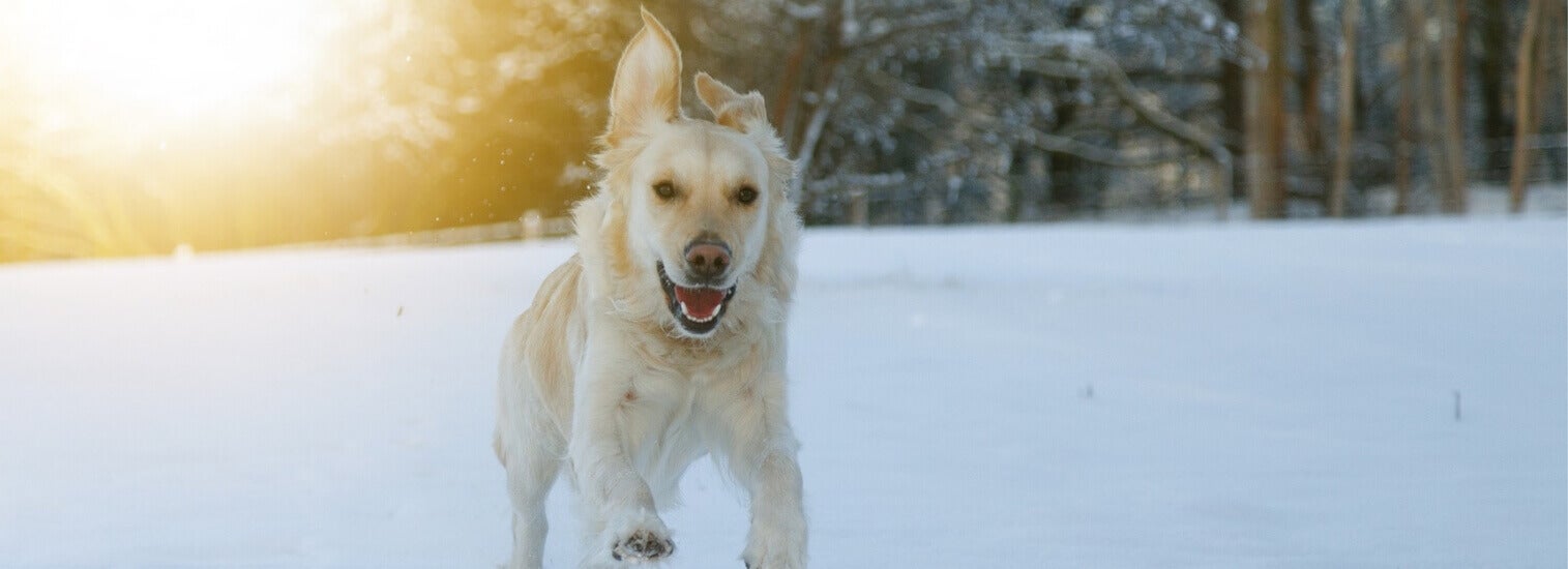 top rated dog vets near me