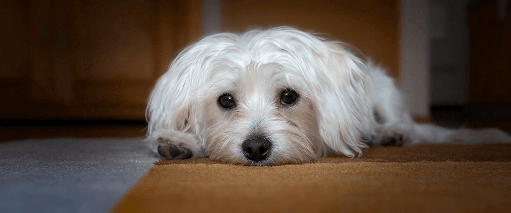 CBD Oil for Dogs: Is It Safe and Effective?