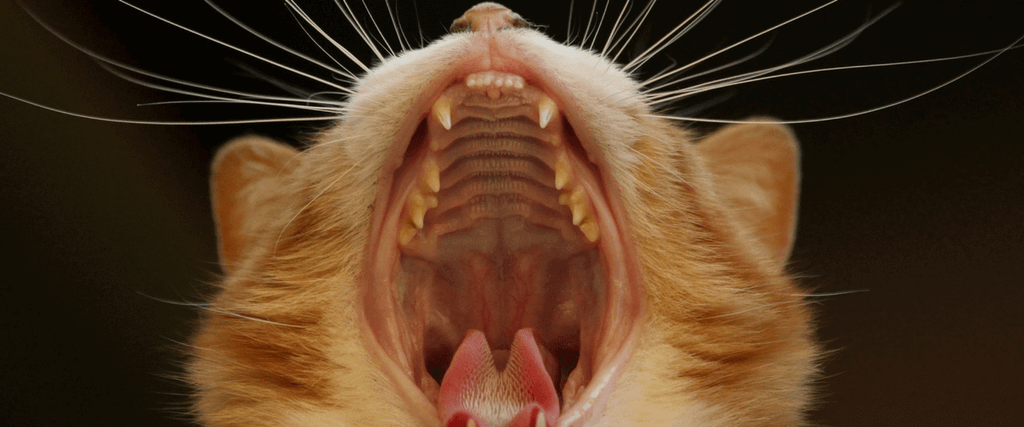 Cat Dental Health: What Cat Lovers Need to Know 