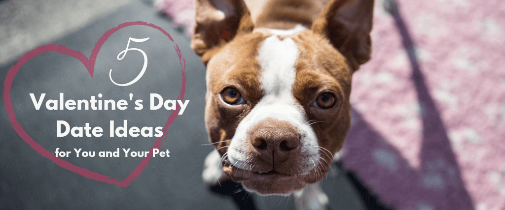 5 Valentine’s Day Date Ideas for You and Your Pet