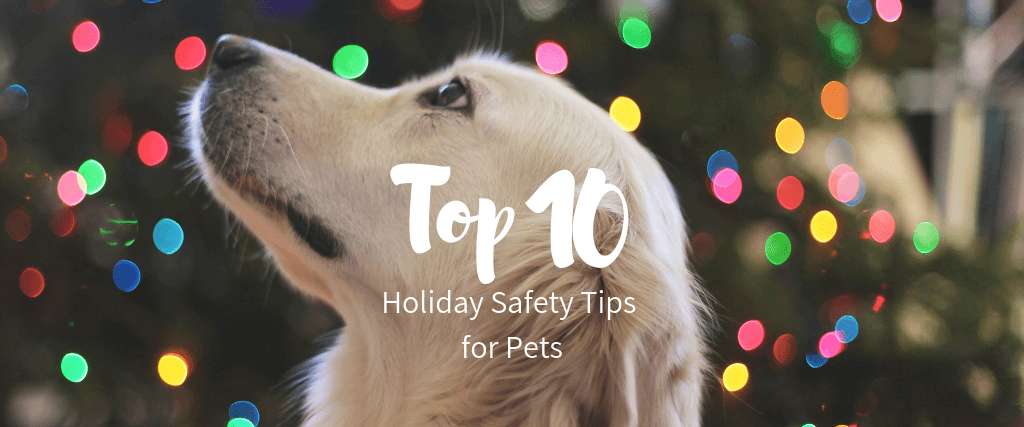 Top 10 Holiday Safety Tips for Pets