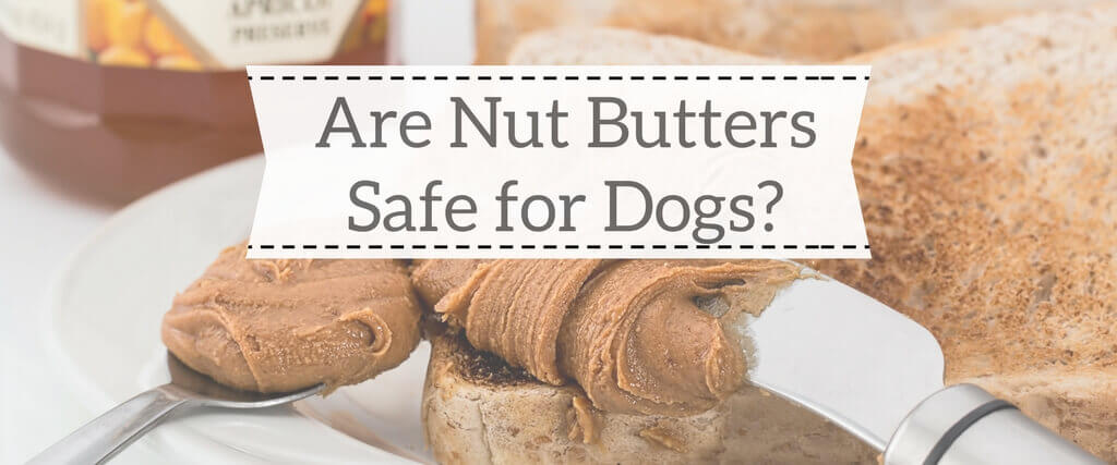 Are Nut Butters Safe for Dogs? 