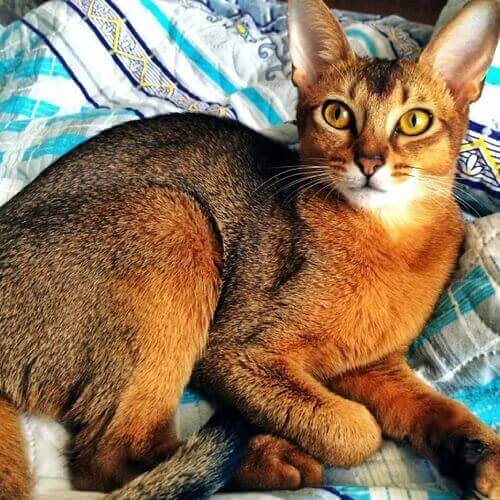 Abyssinian