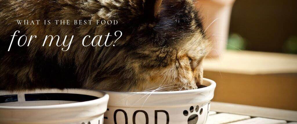 What is the Best Food for My Cat?