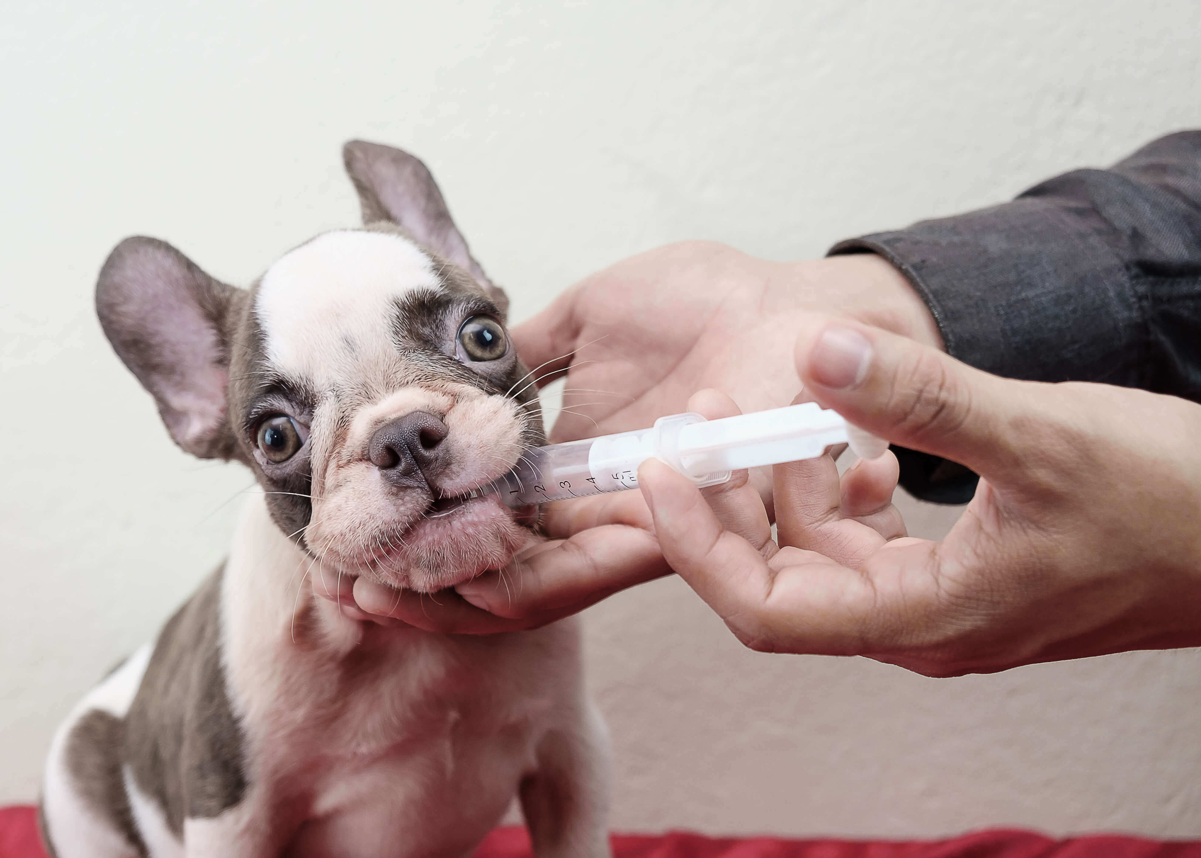 6 Reasons Why Buying Online Pet Prescriptions Is Not Worth the Risk