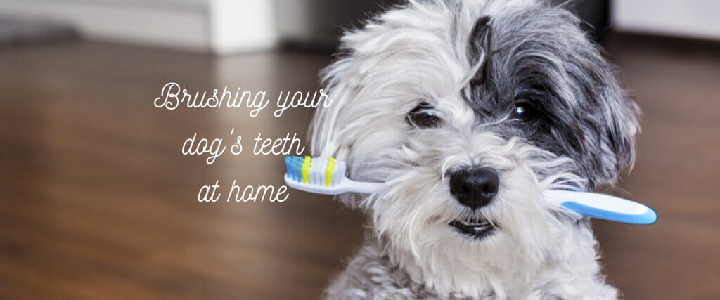 How to Brush Your Dog's Teeth