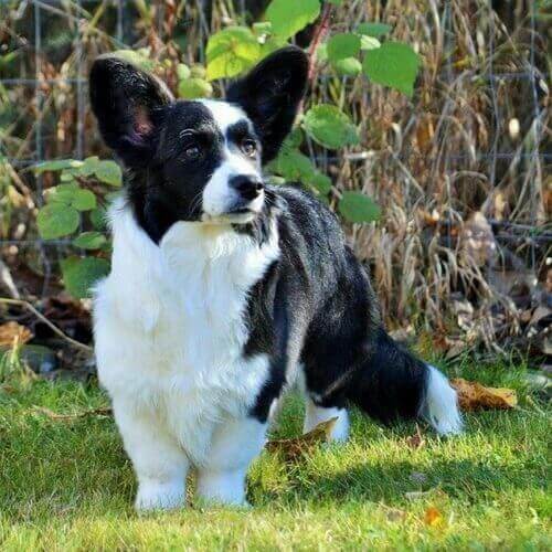 Cardigan Welsh Corgi