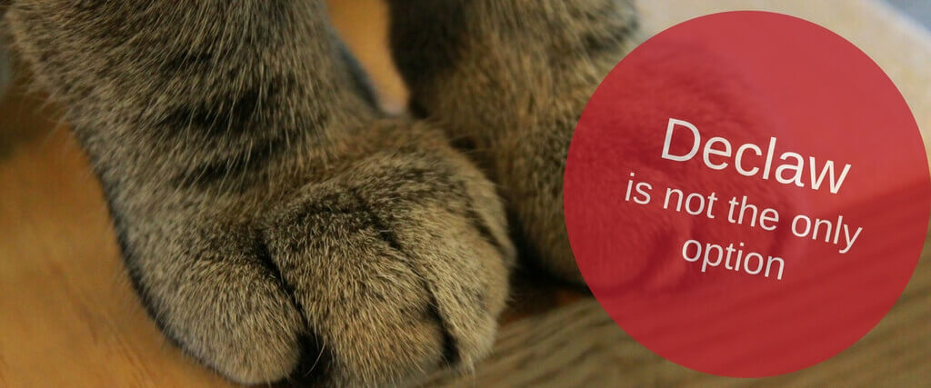 Why Cat DeClawing is Not a Good Idea 