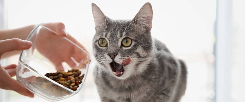 Can't-Miss Tips For Optimal Cat Nutrition