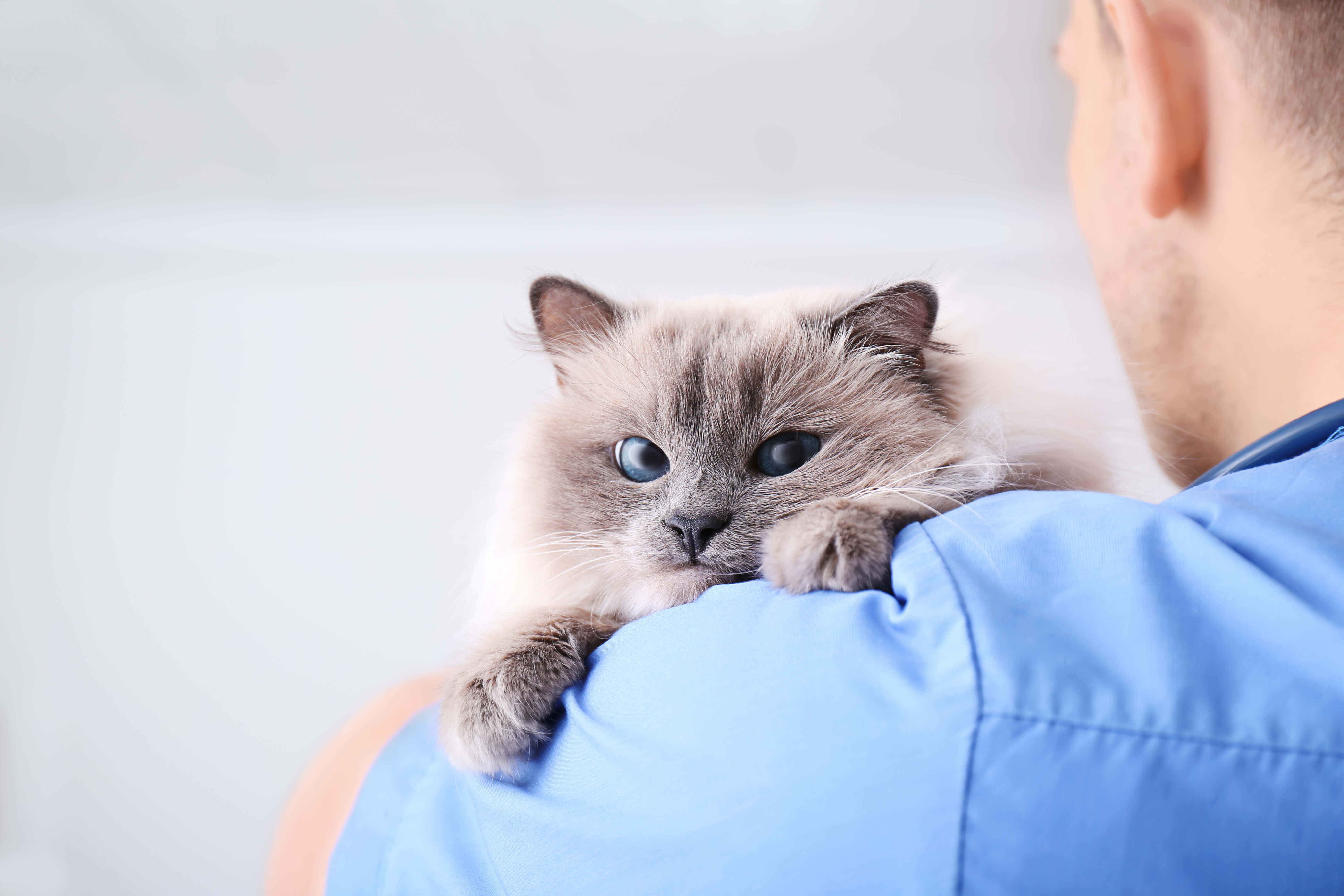 The Secret to Knowing Whether Your Cat Needs to Go to the Vet