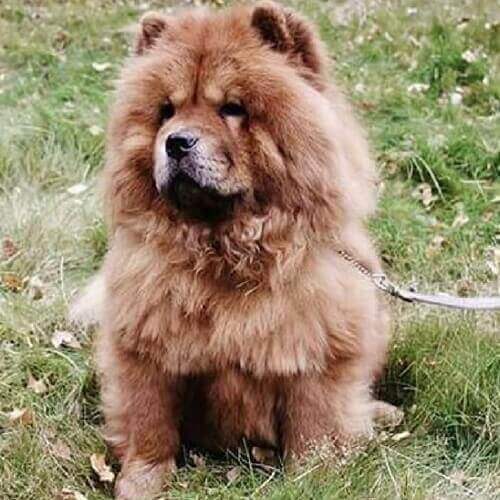 Chow Chow