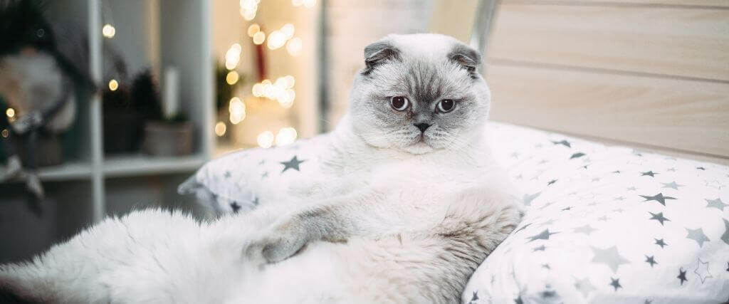 9 Ways to Help Your Cat Battle Obesity