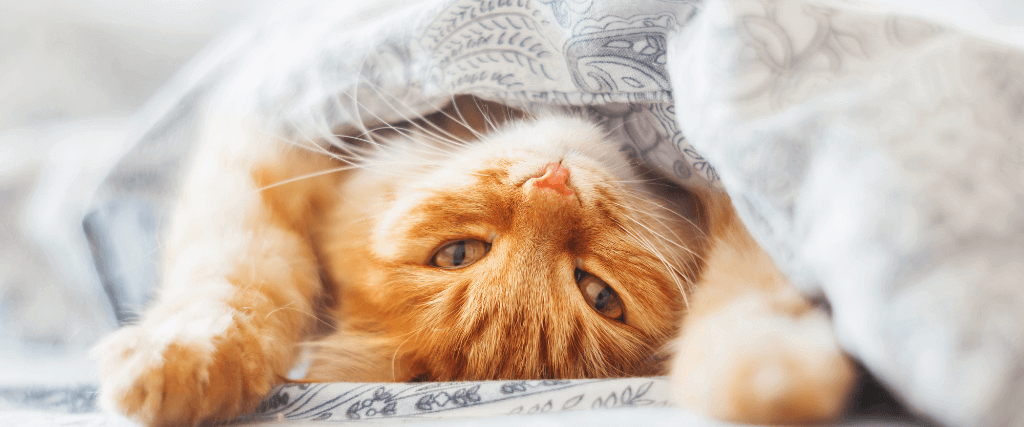 7 Common (And Kinda Kooky) Cat Behaviors and What They Mean