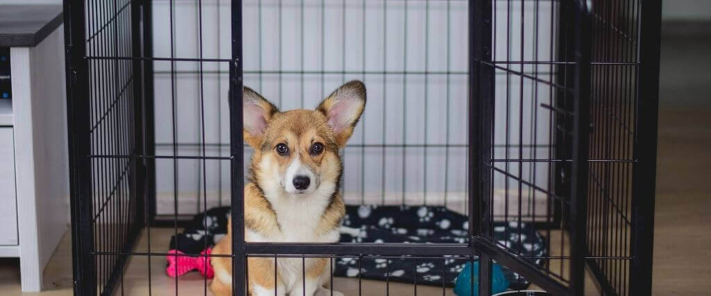Ready to Give Up on Crate Training? Try These Tips!