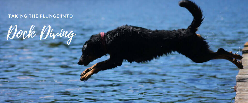 Canine Sports: Dock Diving is Making a Big Splash