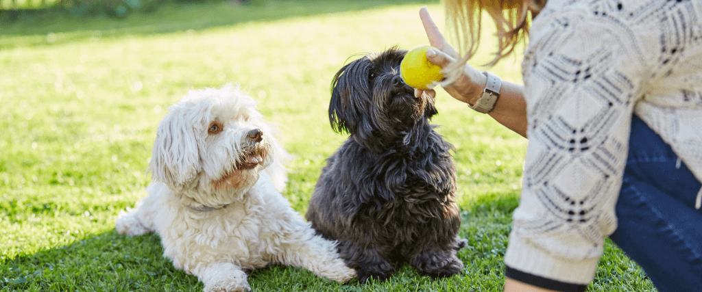 The Secret to Dog Training: Why Positive Reinforcement Works But Punishment Doesn't