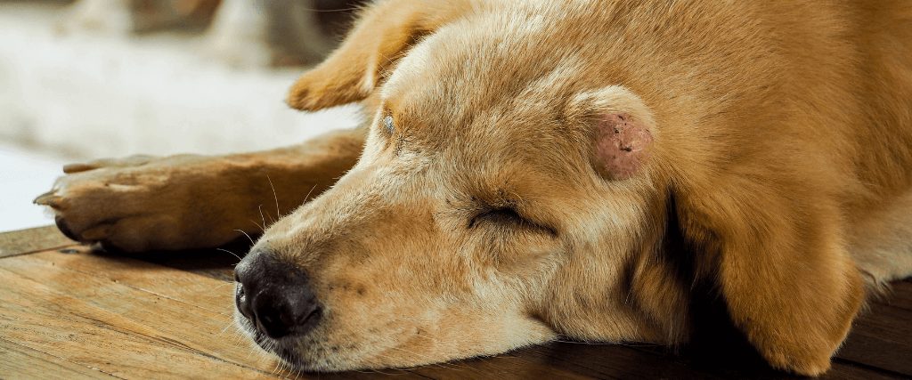 what is the life expectancy of a dog with a mast cell tumor