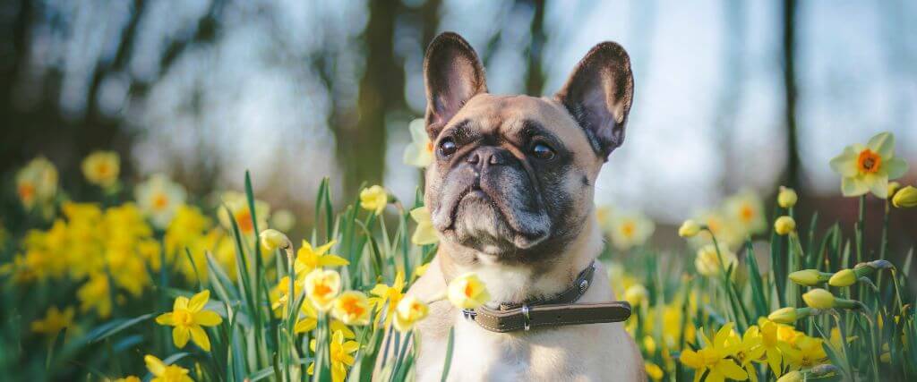 Why Brachycephalic Dogs May Struggle More in Summer Heat