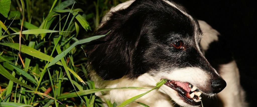 Why Do Dogs Eat Grass? 