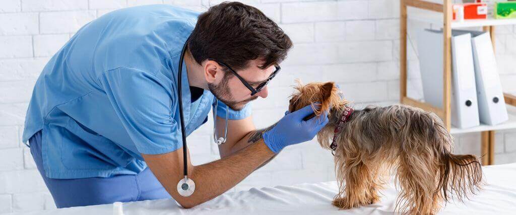 Fear-Free Veterinary Practices - Hype or Helpful?