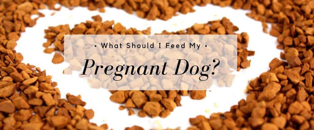 What Should I Feed My Pregnant Dog?