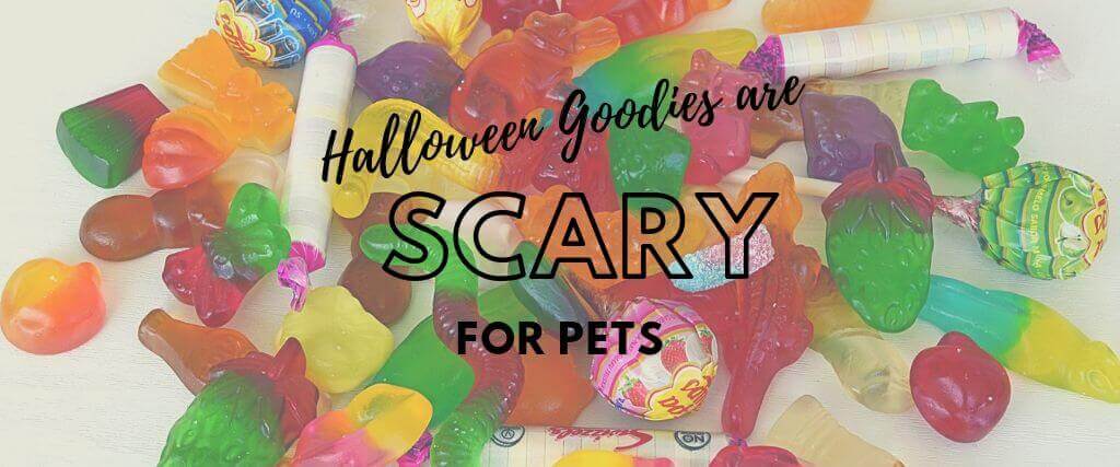 Halloween Goodies are Scary for Pets 