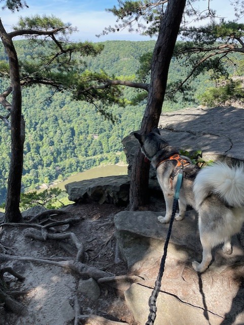 Dog on Canyon 
