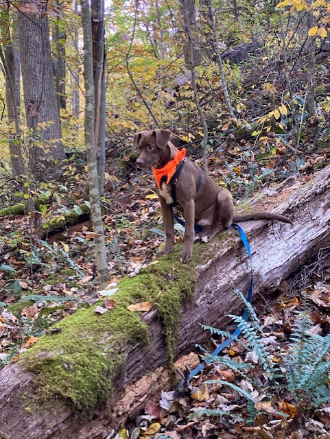 dog outside 