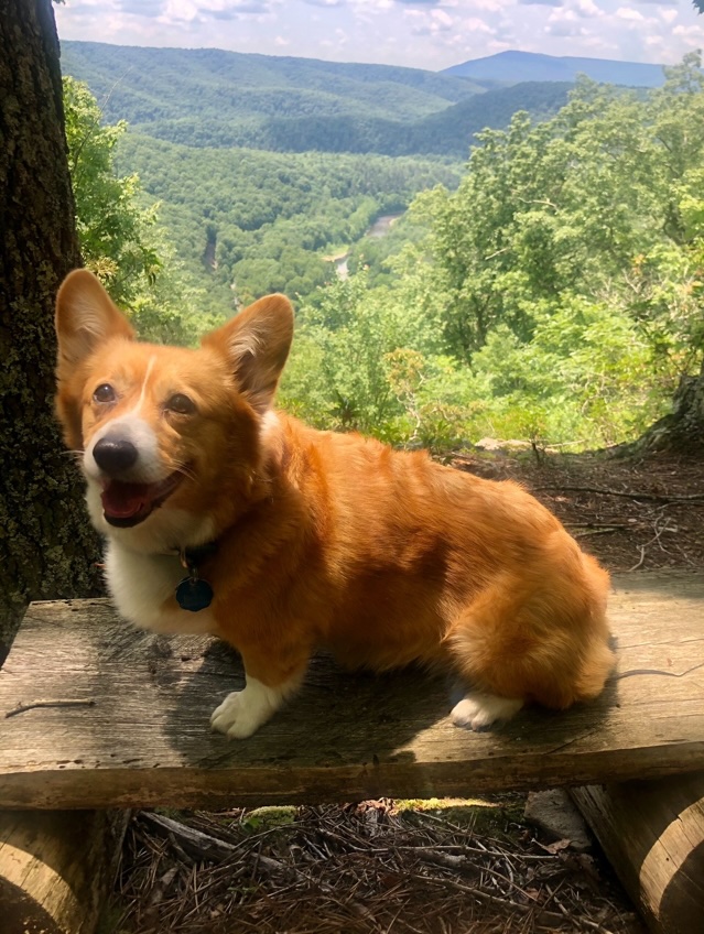 dog hiking 