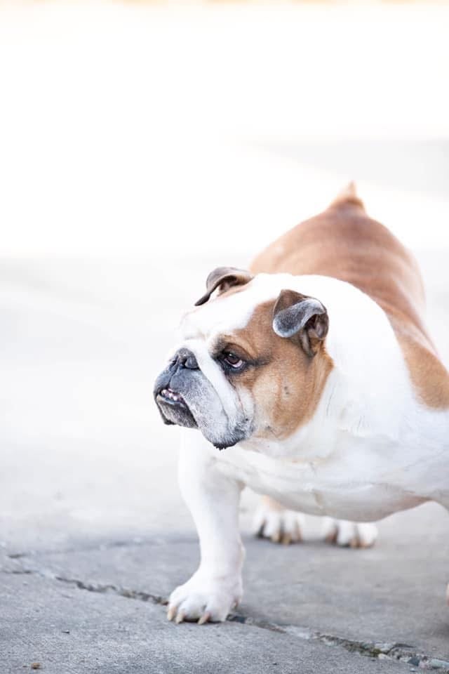 Bruiser