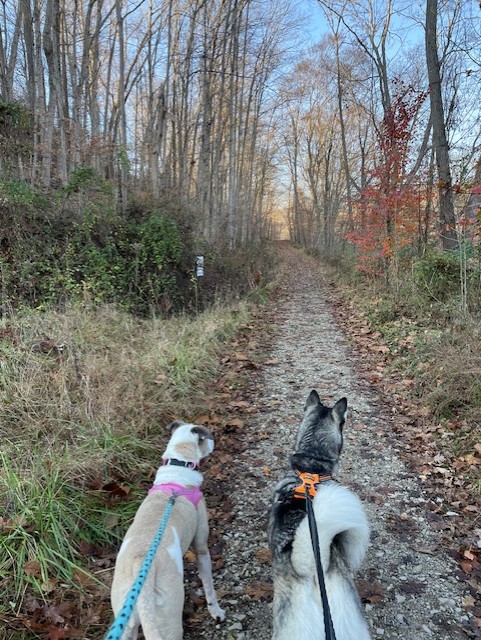 dog hiking 