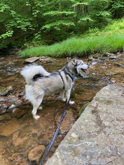 dog outside 