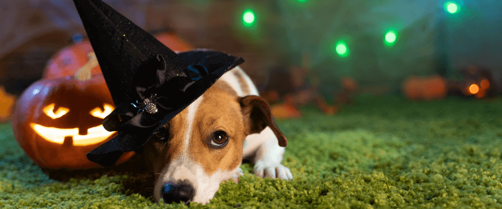 How to Have a Ghoulishly Great Halloween While Keeping Your Pets Safe