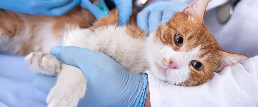 Are Low-Cost Vaccine Buses a Scam? Don't Put Your Pet at Risk