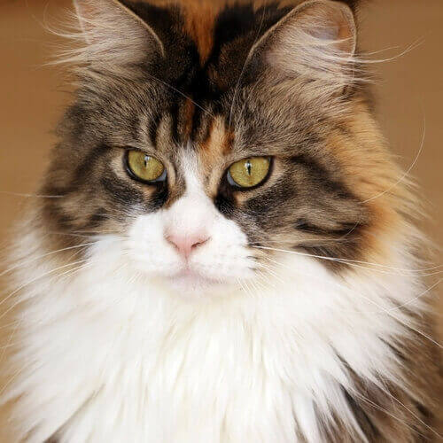 Maine Coon