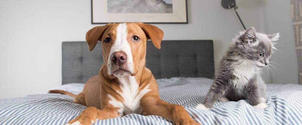 National Foster a Pet Month: 3 Ways to Celebrate and Why You Should