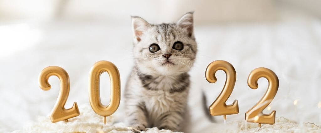 How to Set Your Cat Up for Optimal Health in the New Year