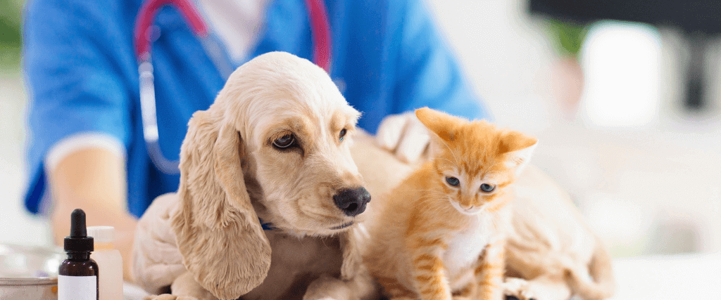 National Pet Wellness Month: How to Extend Your Pet's Life With Optimal Care