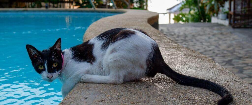 In Honor of National Swimming Pool Day: How to Prevent Dry Drowning In Pets