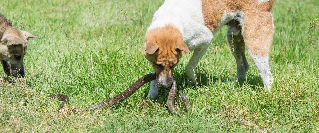 Dogs + Snakes = Trouble: How to Avoid Getting Bitten