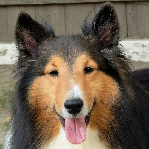 Shetland Sheepdog