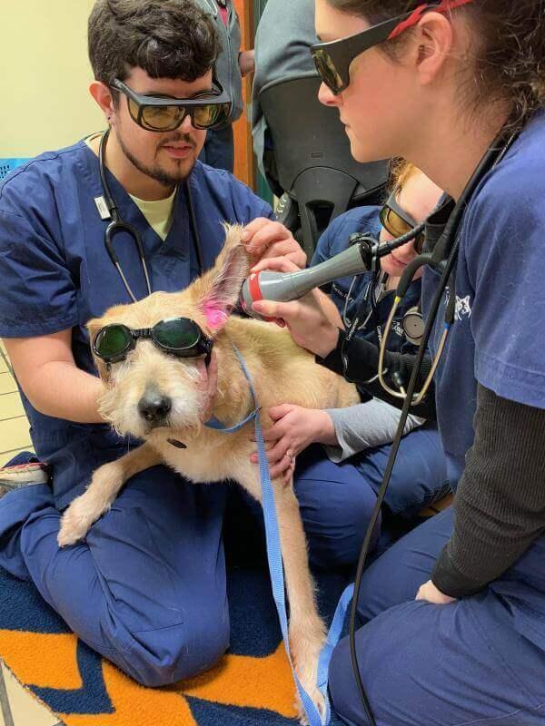 Laser Therapy