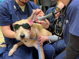 Laser Therapy