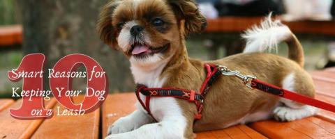 10 Smart Reasons for Keeping Your Dog on a Leash