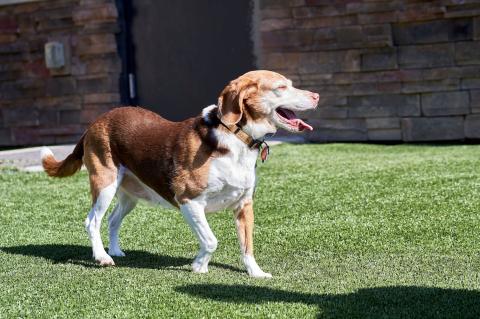 Valley West Beagle Outdoors